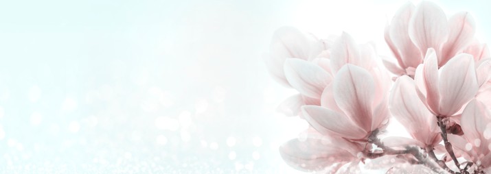 Fototapeta łazienkowa delikatna magnolia 23075 - zdjęcie 2