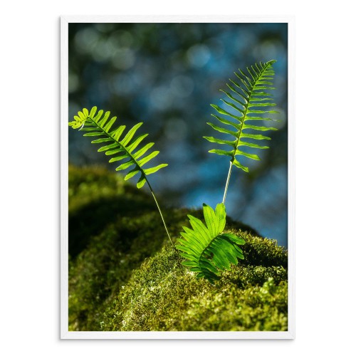 Plakat na ścianę poster z pięknym widokiem na mech z liściami 61482 - zdjęcie 3