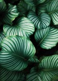 Panel szklany do łazienki Duże liście - zielone rośliny z dżungli 93011 Naklejkomania - zdjecie 2 - miniatura