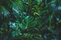 Szyba łazienkowa dekoracyjna tropikalny las liściasty 270430344 Naklejkomania - zdjecie 2 - miniatura