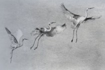 Fototapeta żurawie w szarości 21239 Naklejkomania - zdjecie 2 - miniatura