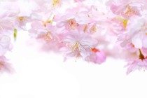 Panel szklany do łazienki Pastelowo-różowe delikatne kwiaty wiśni 93013 Naklejkomania - zdjecie 2 - miniatura