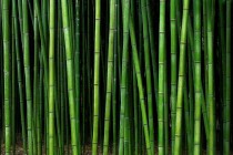 Fototapeta do łazienki bambusowa zieleń 23094 Naklejkomania - zdjecie 2 - miniatura