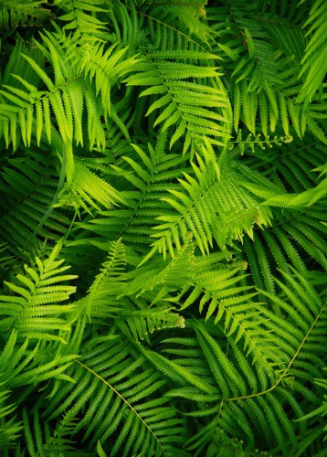 Panel szklany do łazienki Tropikalna dżungla - naturalne zielone liście paproci 93019 - zdjęcie 2
