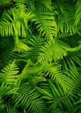 Panel szklany do łazienki Tropikalna dżungla - naturalne zielone liście paproci 93019 Naklejkomania - zdjecie 2 - miniatura