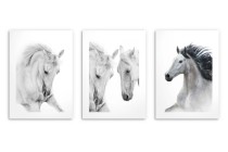 Czarnobiałe plakaty konie 23177 Naklejkomania - zdjecie 4 - miniatura