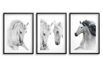 Czarnobiałe plakaty konie 23177 Naklejkomania - zdjecie 1 - miniatura