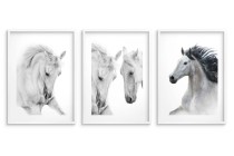 Czarnobiałe plakaty konie 23177 Naklejkomania - zdjecie 3 - miniatura