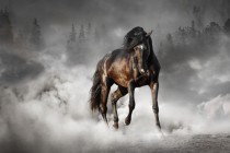 Fototapeta koń w leśnej mgle 21255 Naklejkomania - zdjecie 2 - miniatura