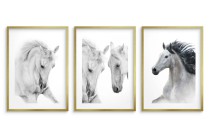 Czarnobiałe plakaty konie 23177 Naklejkomania - zdjecie 2 - miniatura