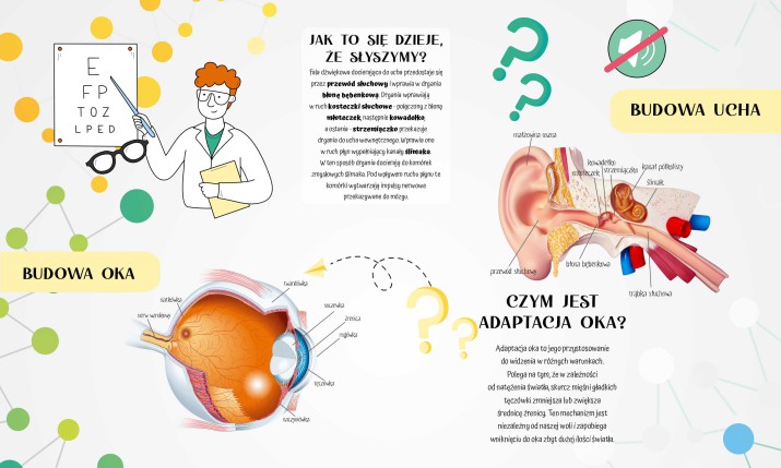 Edukacyjna maskownica na grzejnik Zmysły: słuch i wzrok 7673 - zdjęcie 2