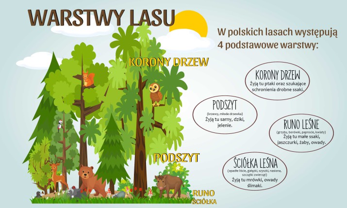 Edukacyjna maskownica na grzejnik Warstwy lasu 7671 - zdjęcie 2