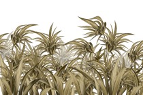 Fototapeta Wysokie, brązowe trawy na białym tle 32683 Naklejkomania - zdjecie 2 - miniatura