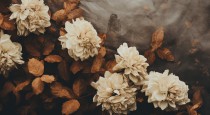 Fototapeta Białe, jesienne róże na brązowej płachcie 32704 Naklejkomania - zdjecie 2 - miniatura