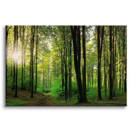 Obraz Słońce w lesie - relaksująca zieleń 64617 Naklejkomania - zdjecie 1