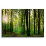 Obraz Słońce w lesie - relaksująca zieleń 64617 Naklejkomania - zdjecie 1 - miniatura