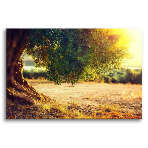 Słoneczny obraz Polana z drzewem 64634 Naklejkomania - zdjecie 1