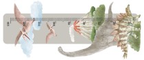 Naklejka ścienna dla dzieci - miarka wzrostu dinozaury 64406 Naklejkomania - zdjecie 4 - miniatura