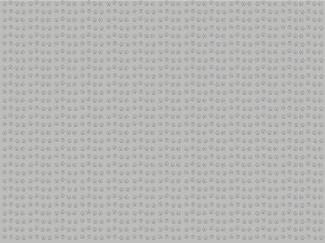 Małe Łapki- szara fototapeta ze śladami zwierzęcych łap 81196 - zdjęcie 4