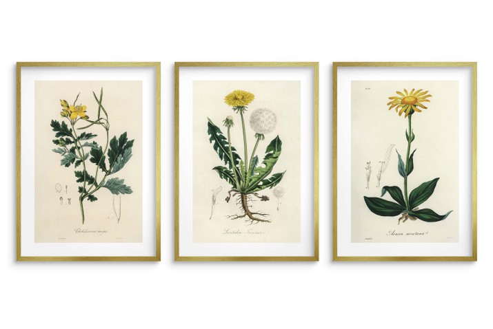 Botaniczna Kolekcja Vintage - Plakat z Roślinami | Ilustracje roślin leczniczych w stylu Retro 23245 - zdjęcie 3
