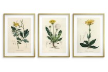 Botaniczna Kolekcja Vintage - Plakat z Roślinami | Ilustracje roślin leczniczych w stylu Retro 23245 Naklejkomania - zdjecie 2 - miniatura