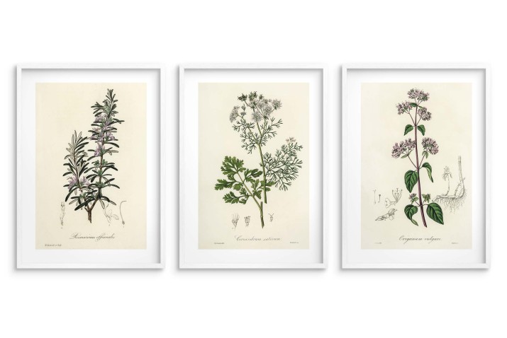 Plakaty z Ilustracjami Ziół– Rozmaryn, Kolendra, Oregano | Dekoracje w stylu Vintage do kuchni 23244 - zdjęcie 4
