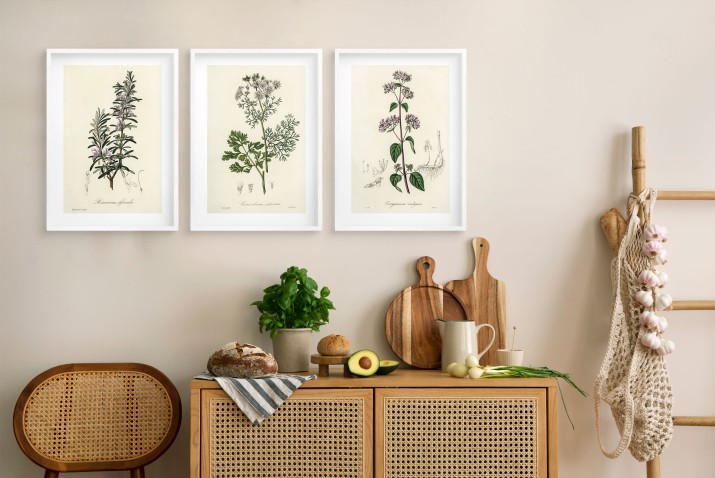 Plakaty z Ilustracjami Ziół– Rozmaryn, Kolendra, Oregano | Dekoracje w stylu Vintage do kuchni 23244 - zdjęcie 7