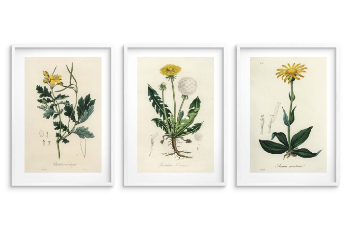 Botaniczna Kolekcja Vintage - Plakat z Roślinami | Ilustracje roślin leczniczych w stylu Retro 23245 - zdjęcie 4