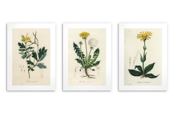 Botaniczna Kolekcja Vintage - Plakat z Roślinami | Ilustracje roślin leczniczych w stylu Retro 23245 - zdjęcie 8