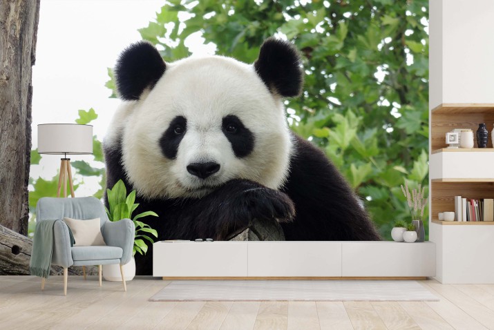 Fototapeta Panda Gigant  81401