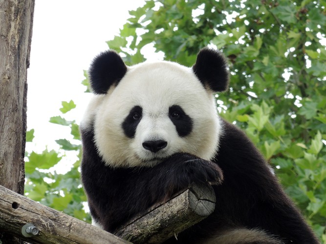 Fototapeta Panda Gigant  81401 - zdjęcie 2