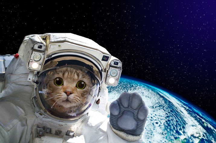 Fototapeta Kot astronauta w kosmosie na tle globu. Elementy tego obrazu dostarczone przez NASA 81411 - zdjęcie 2