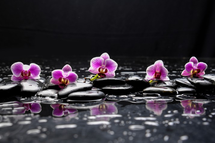 Fototapeta martwa natura z czarnym kamieniem i pięcioma orchideami 81413 - zdjęcie 2