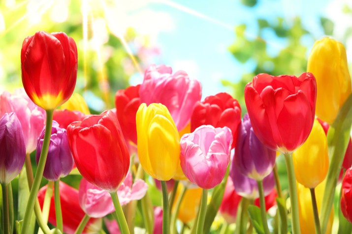 Fototapeta Świeże tulipany w ciepłym świetle słonecznym 81419 - zdjęcie 2