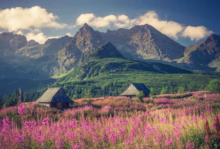 Fototapeta  Tatry, krajobraz Polski, kolorowe kwiaty i domki w dolinie Gąsienicowej (Hala Gąsienicowa), lato 81424 - zdjęcie 2