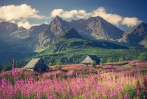 Fototapeta  Tatry, krajobraz Polski, kolorowe kwiaty i domki w dolinie Gąsienicowej (Hala Gąsienicowa), lato 81424 Naklejkomania - zdjecie 2 - miniatura