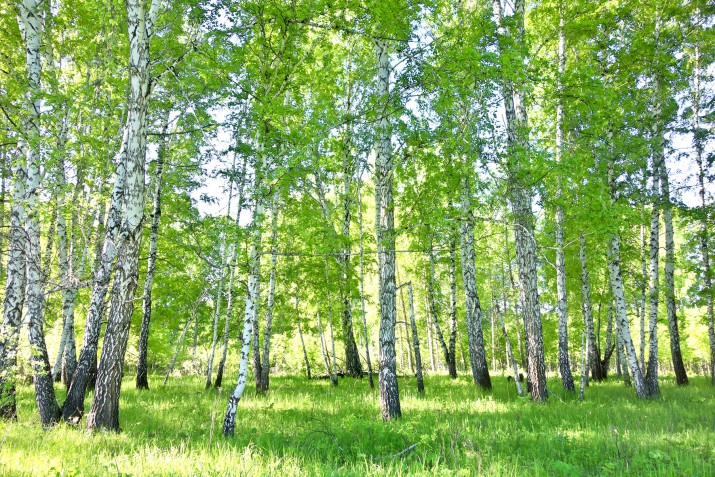 Fototapeta las brzozowy 81456 - zdjęcie 2