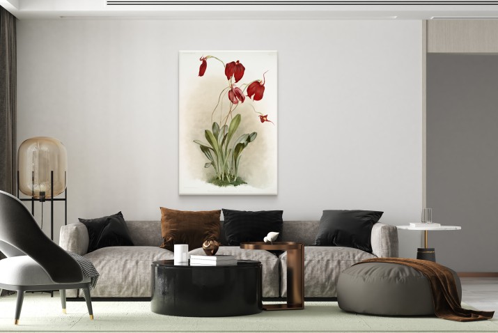 Reprodukcja obrazu Frederick Sander – Ilustracje kwiatów z kolekcji Reichenbachia Orchids 2 - zdjęcie 4