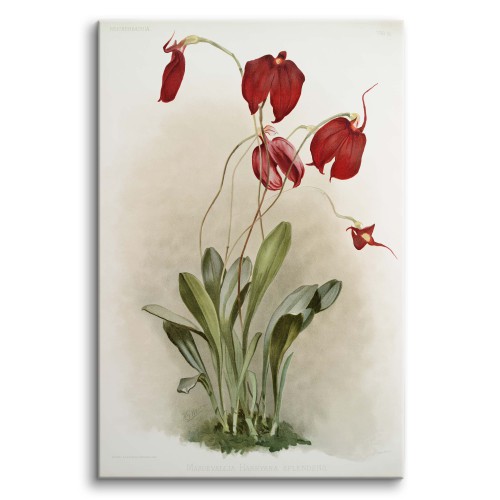 Reprodukcja obrazu Frederick Sander – Ilustracje kwiatów z kolekcji Reichenbachia Orchids 2 - zdjęcie 2