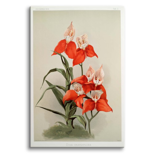 Reprodukcja obrazu Frederick Sander – Ilustracja kwiatów z kolekcji Reichenbachia Orchids 1 - zdjęcie 2