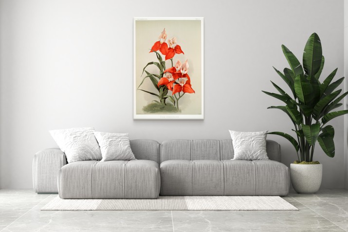 Reprodukcja obrazu Frederick Sander – Ilustracja kwiatów z kolekcji Reichenbachia Orchids 1 - zdjęcie 5