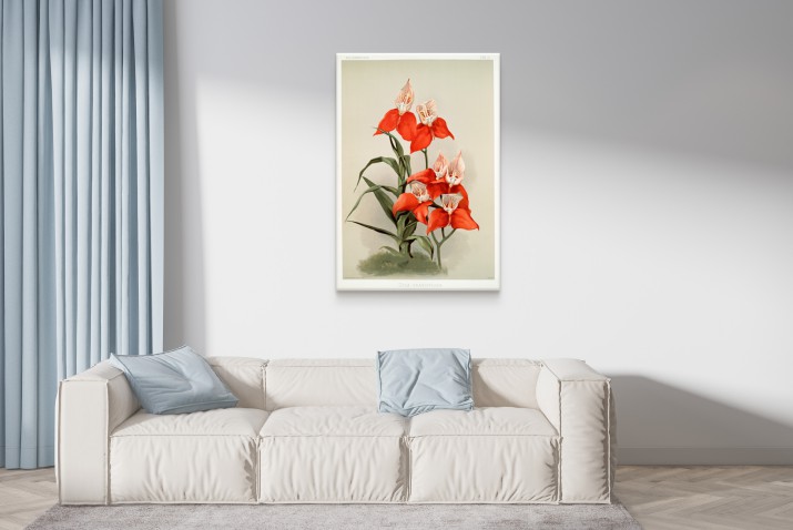 Reprodukcja obrazu Frederick Sander – Ilustracja kwiatów z kolekcji Reichenbachia Orchids 1 - zdjęcie 3