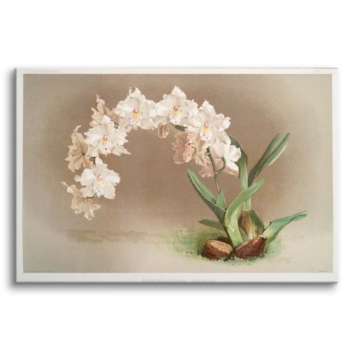 Ilustracja Kwiatów Orchidei Fredericka Sandera z Kolekcji &amp;amp;quot;Reichenbachia Orchids 3&amp;amp;quot; - Reprodukcja na Płótnie - zdjęcie 2