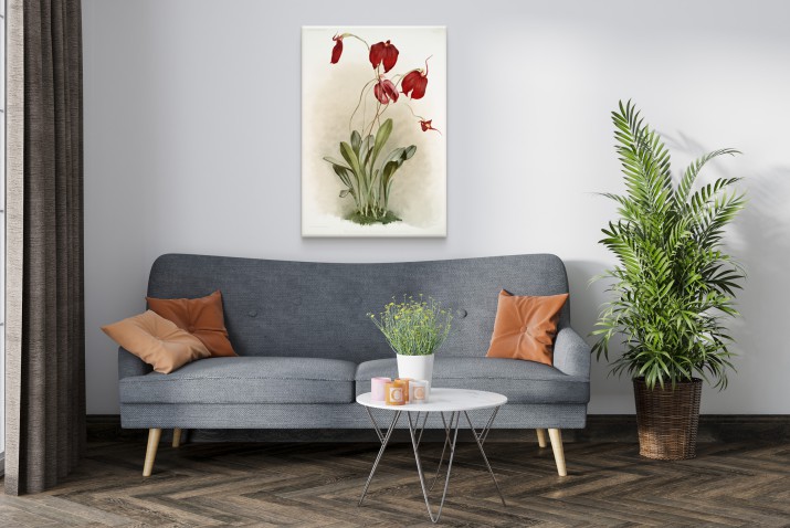 Reprodukcja obrazu Frederick Sander – Ilustracje kwiatów z kolekcji Reichenbachia Orchids 2 - zdjęcie 5