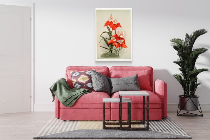 Reprodukcja obrazu Frederick Sander – Ilustracja kwiatów z kolekcji Reichenbachia Orchids 1 - zdjęcie 4