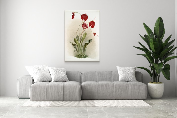 Reprodukcja obrazu Frederick Sander – Ilustracje kwiatów z kolekcji Reichenbachia Orchids 2 - zdjęcie 3