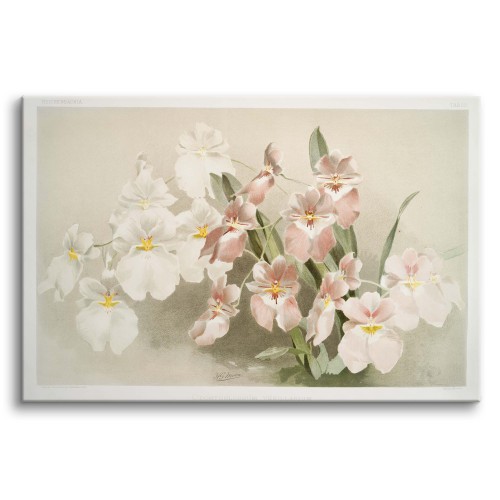 Reprodukcja ilustracji kwiatów Fredericka Sandera z kolekcji „Reichenbachia Orchids” - &amp;amp;quot;Orchids 4&amp;amp;quot; - zdjęcie 2