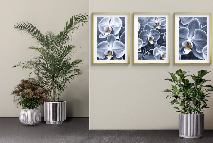 Zestaw Plakatów z kwiatami Orchidei | Obrazy- eleganckie storczyki KP82017 - zdjęcie 4