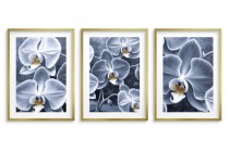 Zestaw Plakatów z kwiatami Orchidei | Obrazy- eleganckie storczyki KP82017 Naklejkomania - zdjecie 6 - miniatura