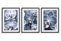 Zestaw Plakatów z kwiatami Orchidei | Obrazy- eleganckie storczyki KP82017 Naklejkomania - zdjecie 3 - miniatura